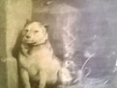 PAVLOV'S DOG - PAMPERED MENIAL - LP - 33 GIRI