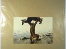 Shellac [LP] Dude Incredible *SEALED* [Touch and Go; TG404LP]