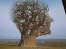 PINK FLOYD-  LP PROGRESSIVE ROCK LIMITED COPY-
