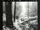 Behemoth - And the Forests Dream Eternally
