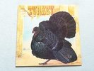 Wild Turkey :  Turkey / Gat