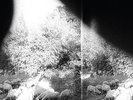Godspeed You  Black Emperor ?– Asunder, Sweet And Other Distress Vinyl LP Gtfld