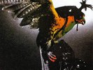 Budgie - In For The Kill (180 Gram Vinyl + Download Card) 