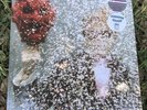 Ty Segall Self Titled PINK Colored MINT Vinyl Record (In Shrink) + FREE SHIPPING