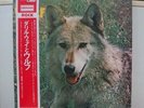 DARRYL WAY'S WOLF / CANIS LUPUS, RARE JAPAN 1ST PRESS LP DERAM OBI UK PROG EX+