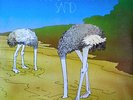 HEAD IN THE SAND - S/T - OSTRICH LP - PRIVATE PRESS, PHOTO, LYRICS