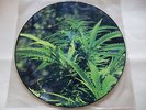 Jello Biafra / Grow More Pot /  Rare Picture Disc 12