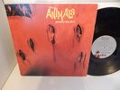 THE ANIMALS Greatest Hits Live  I.R.S. House of the Rising Sun Gifty Clean LP NM