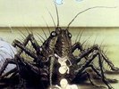 birth control - operation  vinyl LP re-release
