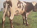Pink Floyd Atom Heart Mother 1970 Vinyl LP