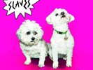 SLAVES : ARE YOU SATISFIED ? : BRAND NEW & SEALED VINYL LP
