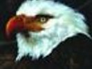 MOGWAI the hawk is howling 2xLP NEW godspeed you black emperor, toundra, colaris