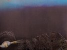 LIGHT OF DARKNESS -  S/T - LP - Re - Long Hair