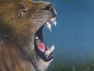 LIONS PRIDE - Breaking Out BLACK VINYL