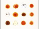 Peter Gabriel-Scratch My Back & Ill Scratch Yours  Vinyl / 12