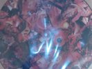 CARCASS SYMPHONIES OF SICKNESS PIC DISC RARE EX EARACHE