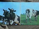 Pink Floyd, ATOM HEART MOTHER, Vinyl Schallplatte, EMI  EMS 80-320