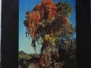 WE ALL TOGETHER - Same / Beat / Folkrock / Psych from Peru - original MAG