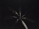 CASPIAN-DUST & DISQUIET (COLV)  VINYL LP NEUF