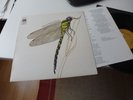 Strawbs Dragonfly LP 1970 Mint UK 1st Brown A&M Records
