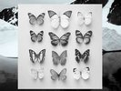 NEU Single Christian Löffler - Young Alaska #G57161099