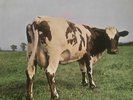 PINK FLOYD - ATOM HEART MOTHER - DE 70 - 1st PRESS