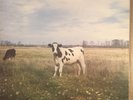 Pink Floyd - Dark Side of the Moo RARE BOOTLEG Psych Syd Barrett Soft Machine