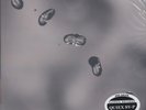 Peter Gabriel, Up Promo 200g (New Profile) 2LP from the Michael Hobson Archives