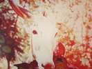 JERUSALEM IN MY HEART - If He Dies If If If If If If - Vinyl (LP)