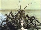 Birth Control Operation REISSUE OF 1971 NEW OVP Ohr Vinyl LP