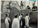 Les PINGOUINS 