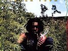 ** Peter Tosh - Legalize It  - RSD 2017 Red Yellow Green Color Scented LP New **