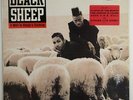 Black Sheep 