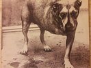 Alice In Chains self-titled double LP, 1995 Colombia Records