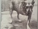 Alice in Chains Double Lp self titled C2 67248 1995 Rare Grunge  Rock