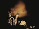 PEARL JAM-RIOT ACT  (US IMPORT)  VINYL LP NEW