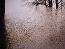 BON IVER - For Emma Forever Ago - Vinyl (LP)