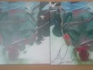 Stereophonics - Scream Above The Clouds Vinyl LP & Signed album sleeve - NEW
