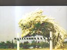 BECK - odelay LP 180 gr.