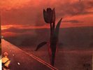 Parachute (SHVL 774 - 1970)  by The Pretty Things