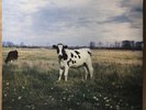 The Screaming Abdabs, Pink Floyd “The Dark Side Of The Moo” LP 1986 Trixie Recor
