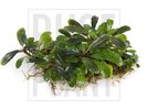 Bucephalandra  Sweet Mambo