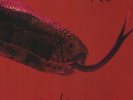 ALICE COOPER 'KILLER' Ltd 140g Red / Black Swirl Coloured VINYL LP (26 Jan 2018)