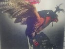 BUDGIE album,In for the kill,matrix A1+B1.