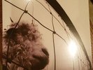 Pearl Jam Vs vinyl (brand new)