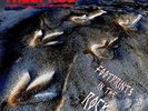 Trespass-Footprints In The Rock (Black Vinyl)  (UK IMPORT)  VINYL NEW