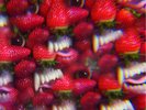 OH SEES 'Floating Coffin LP ty segall fuzz white fence bare wires mikal cronin 7