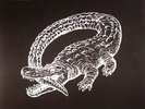 CATFISH & THE BOTTLEMEN - The Ride - Vinyl (LP)