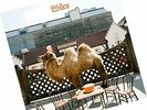 Wilco