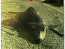 Pearl Jam ?– Sonic Reducer - Who Killed Rudolph? 7